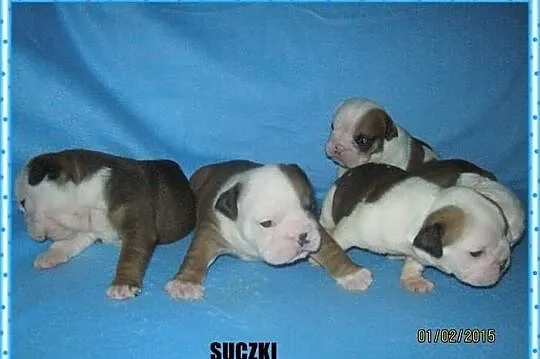 Buldog angielski buldogi angielskie buldożki z rod
