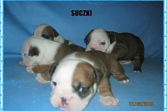 Buldog angielski buldogi angielskie buldożki z rod
