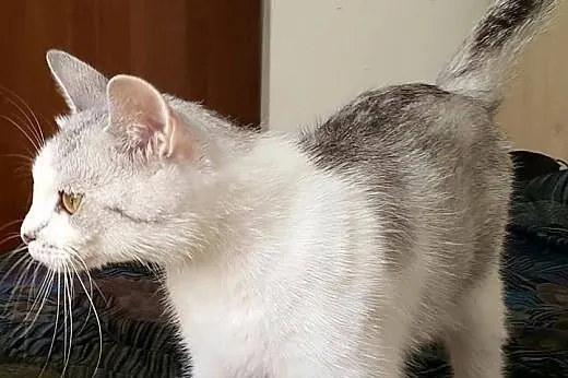 Mizia - MŁODA I PIĘKNA kotka do adopcji!,  mazowie