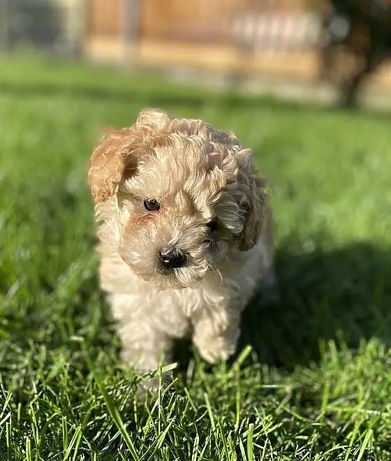 Piękny piesek Maltipoo, Mazowieckie, Warszawa