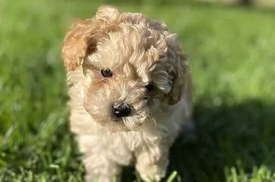 Piękny piesek Maltipoo, Mazowieckie, Warszawa