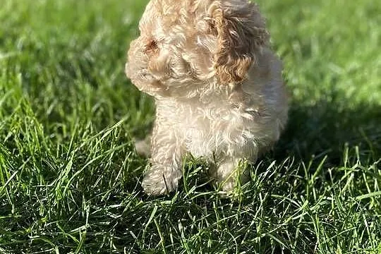 Piękny piesek Maltipoo, Mazowieckie, Warszawa