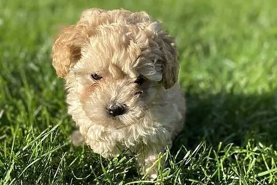 Piękny piesek Maltipoo, Mazowieckie, Warszawa