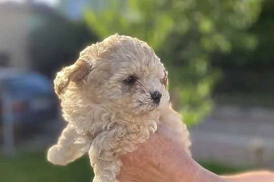 Piękny piesek Maltipoo, Mazowieckie, Warszawa