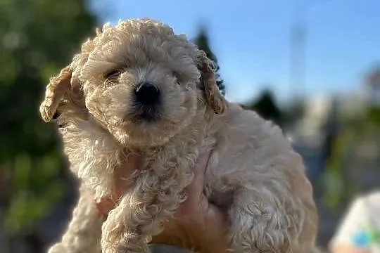 Piękny piesek Maltipoo, Mazowieckie, Warszawa
