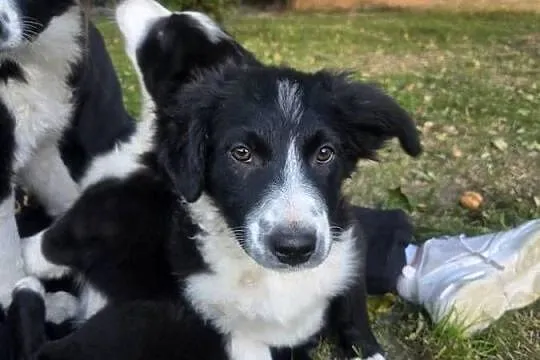 Border Collie szczeniak