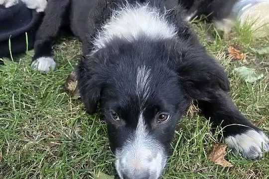 Border Collie szczeniak, Łódzkie, Rogów