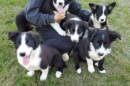 Border Collie szczeniak, Łódzkie, Rogów