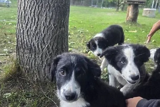 Border Collie szczeniak, Łódzkie, Rogów