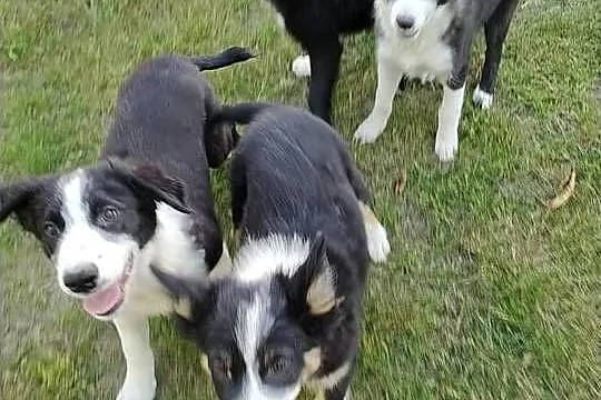 Border Collie szczeniak, Łódzkie, Rogów