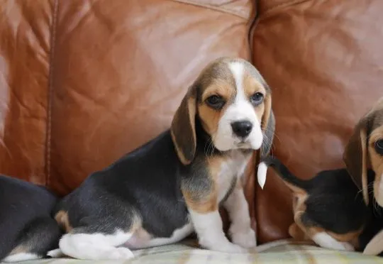 BEAGLE, Szczeniak na sprzedaż Kontakt przez Whatsapp... +48736614543, , Plaskosz