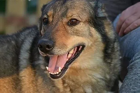 5 letni TOBI szuka domku, takiego na zawsze