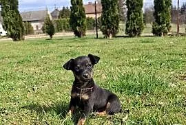 Sunia lola pinczer miniaturowy