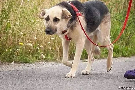 Saba, spokojna, bardzo grzeczna i przyjazna sunia 