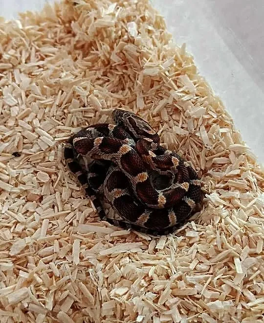 Wąż zbożowy (Pantherophis guttatus), Małopolskie, Kraków