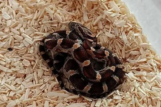 Wąż zbożowy (Pantherophis guttatus), Małopolskie, Kraków