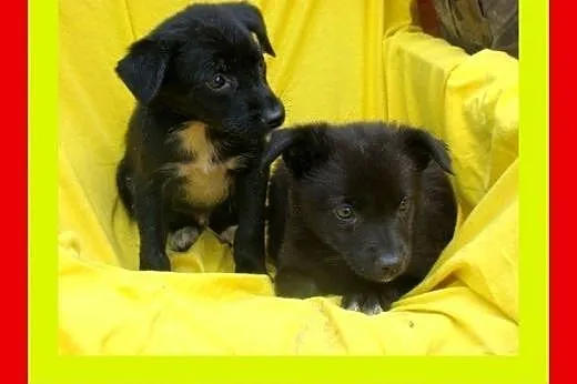 2 miesięczne,słodkie,przytulaśne,wesołe,malutkie s