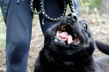 Śliczna Cyganka czeka na swojego człowieka ,  mazo