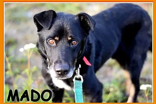 15 kg, pogodny,przyjacielski,kontaktowy piesek MADOX_Adopcja