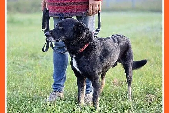 15 kg, pogodny,przyjacielski,kontaktowy piesek MAD