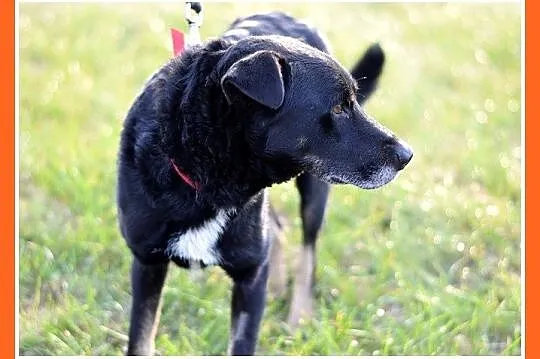 15 kg, pogodny,przyjacielski,kontaktowy piesek MAD