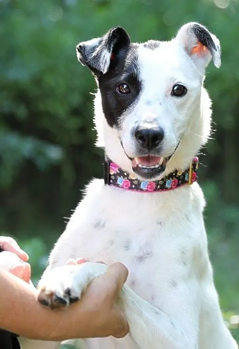 Diuna do adopcji, Śląskie, Gliwice