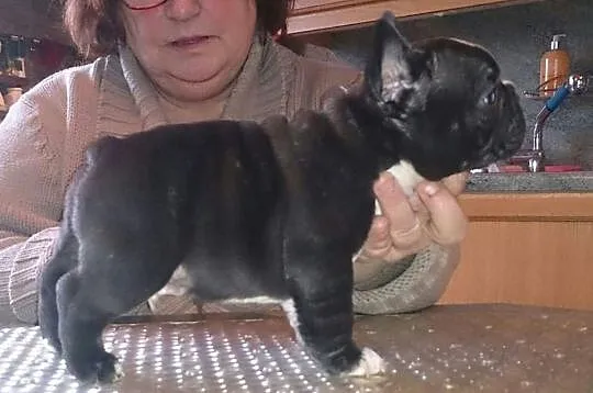 BULDOGI FRANCUSKIE wyjątkowe szczeniaki
