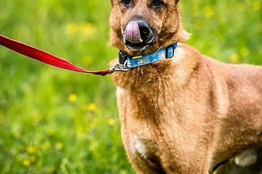 Pies o wielkim sercu - KORIN - szuka domu!,  mazow