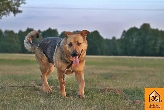 Jaka, kochająca człowieka, ufna, przyjazna sunia!