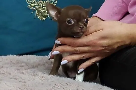 *** MINI Dziewczynka Chihuahua*** Gotowa Do Odbioru***