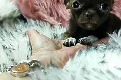 *** MINI Dziewczynka Chihuahua*** Gotowa Do Odbioru***, Wielkopolskie, Ciszkowo