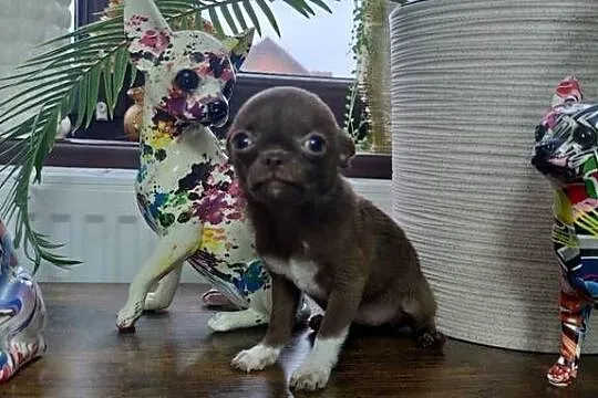 *** MINI Dziewczynka Chihuahua*** Gotowa Do Odbioru***, Wielkopolskie, Ciszkowo