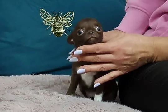 *** MINI Dziewczynka Chihuahua*** Gotowa Do Odbioru***, Wielkopolskie, Ciszkowo