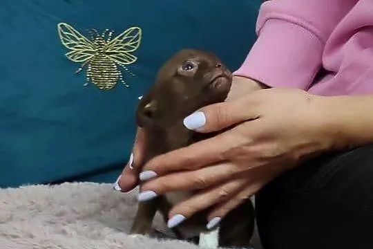 *** MINI Dziewczynka Chihuahua*** Gotowa Do Odbioru***, Wielkopolskie, Ciszkowo