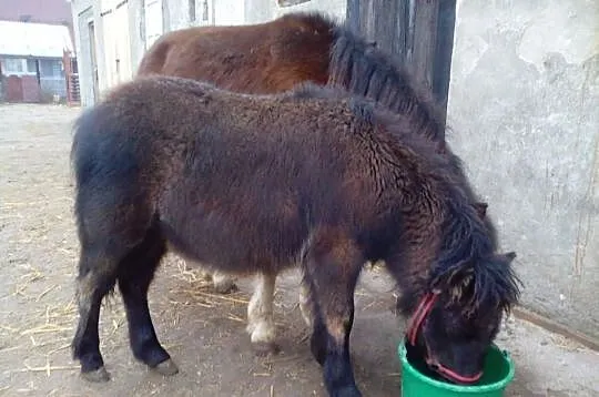kucyk z obustronnym pochodzeniem