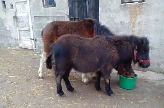 Kucyk z obustronnym pochodzeniem