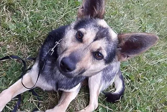 Młoda, kochana Frania, 10 kg cudownej suni szuka domu!