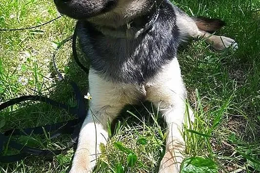 Młoda, kochana Frania, 10 kg cudownej suni szuka d