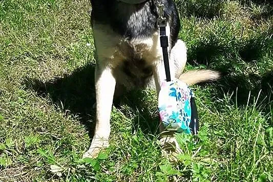Młoda, kochana Frania, 10 kg cudownej suni szuka d