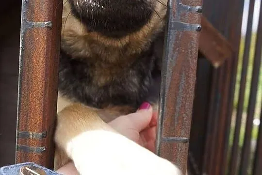 Młoda, kochana Frania, 10 kg cudownej suni szuka d