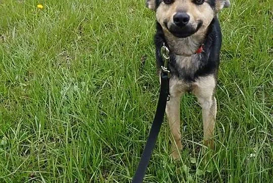 Młoda, kochana Frania, 10 kg cudownej suni szuka d