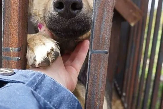 Młoda, kochana Frania, 10 kg cudownej suni szuka d
