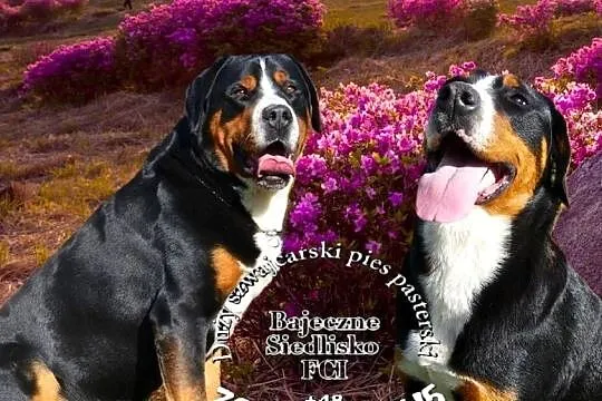 Duży Szwajcarski Pies Pasterski szczeniak szczeniaki szczenięta hodowla FCI, Śląskie, Dąbrowa Górnicza