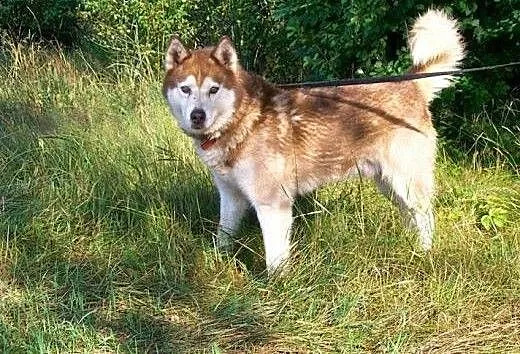 Sampo - piękny rudy husky czeka na adopcję, łódzk