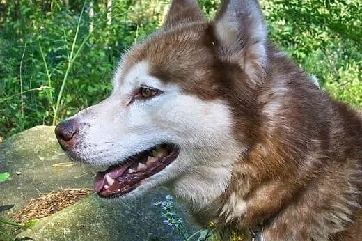 Sampo - piękny rudy husky czeka na adopcję,  łódzk