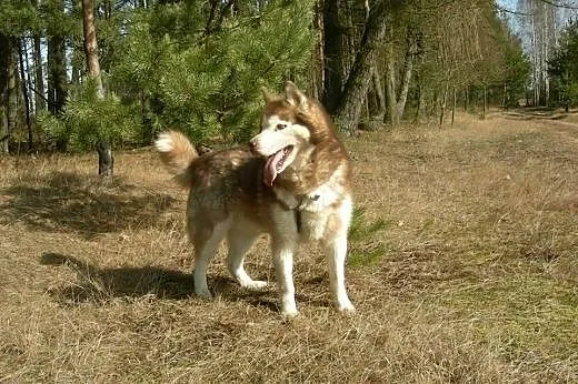 Sampo - piękny rudy husky czeka na adopcję,  łódzk