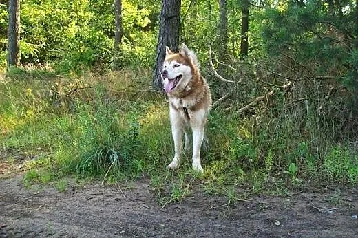 Sampo - piękny rudy husky czeka na adopcję,  łódzk