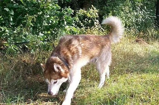 Sampo - piękny rudy husky czeka na adopcję,  łódzk