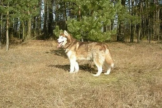 Sampo - piękny rudy husky czeka na adopcję,  łódzk