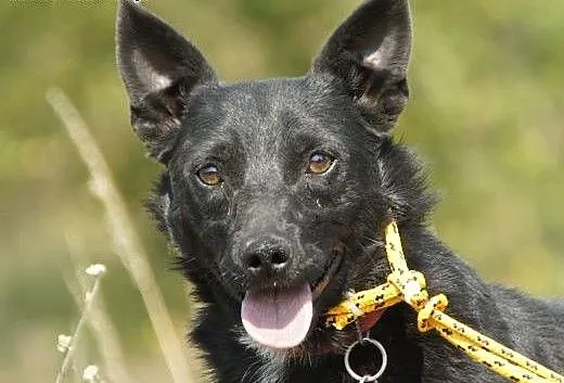 Popo :) pies, adopcja, lubuskie Gorzów Wielkopols